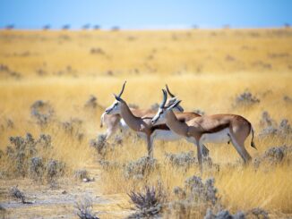 gazelle, horns, antelope